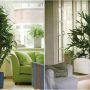 Вечнозеленые комнатные растения
